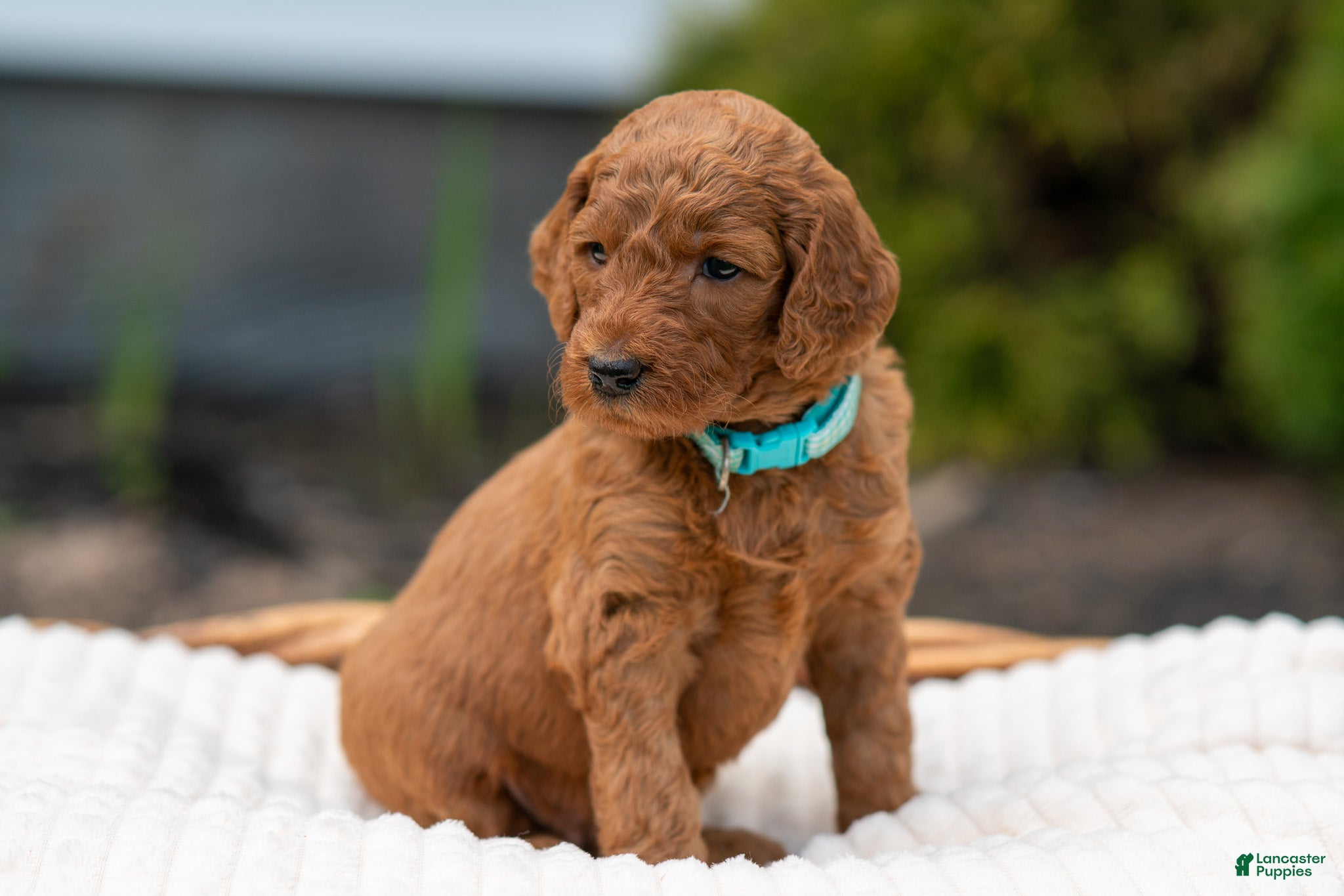 Irish Doodle dogs Aqua Collar - “Heidi” - Ad 2