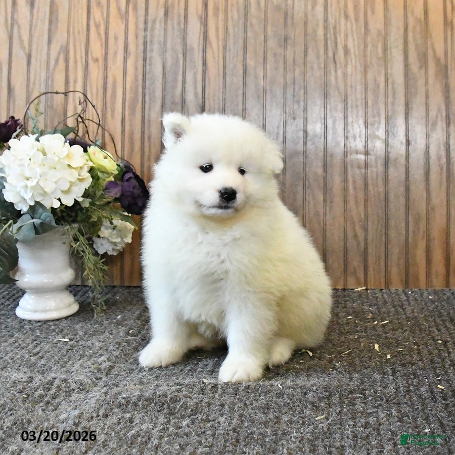 Samoyed dogs Sport - Ad 1