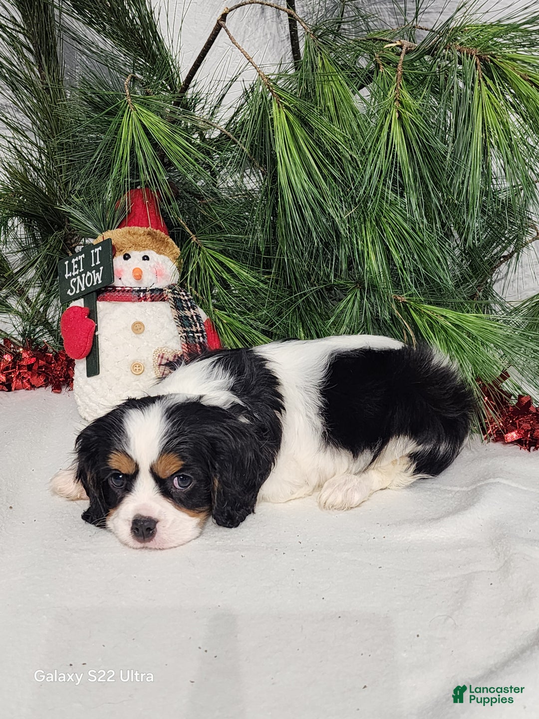 Cavalier King Charles Spaniel dogs for sale: Jack - Ad 5
