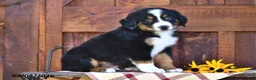 Mixed Breed dogs for sale: Ryan - Ad 3