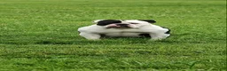 Olde English Bulldogge dogs for sale: Olde English Bulldogge  - Ad 2