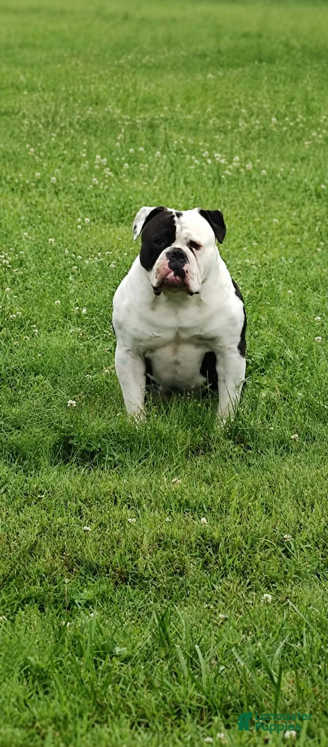 Olde English Bulldogge dogs for sale: Olde English Bulldogge  - Ad 2