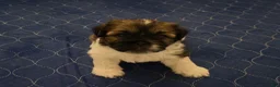 Shih Tzu dogs for sale: Shih Tzu 3 - Ad 12