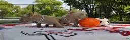 American Bully dogs for sale: American Bully Puppy 2 - Ad 4
