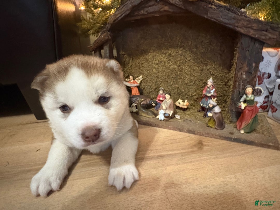 Mixed Breed dogs for sale: David - Ad 10