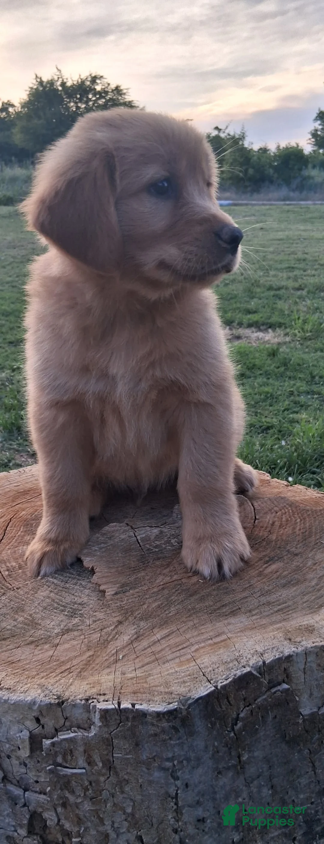 Golden Retriever dogs for sale: Golden Retriever Puppy 1 - Ad 2