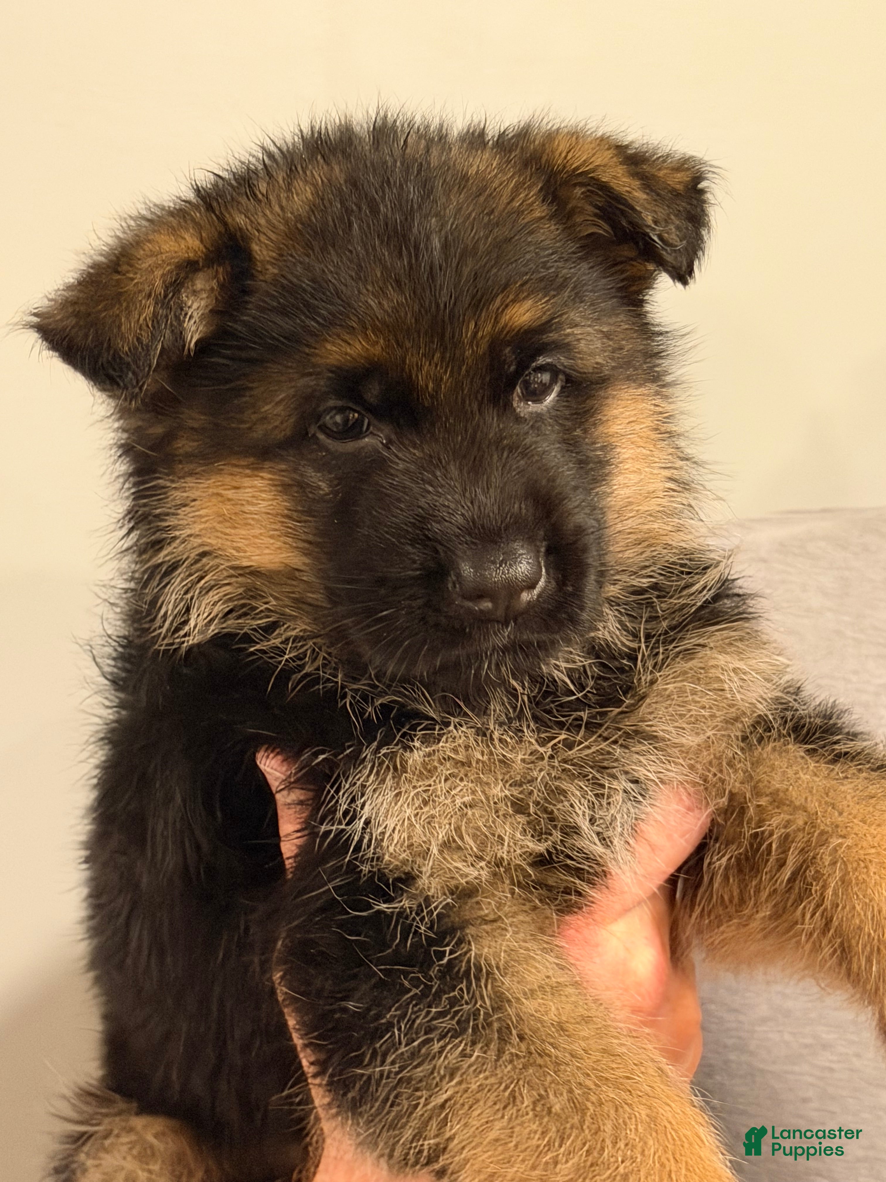 German Shepherd dogs Thor - Ad 5