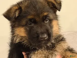 German Shepherd dogs Thor - Ad 5