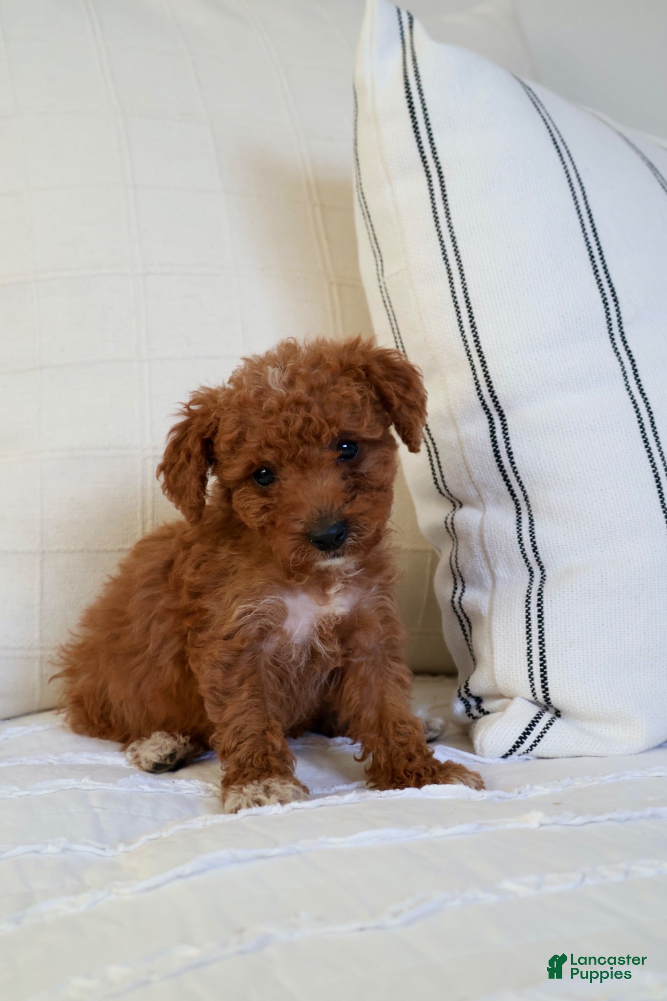 Mini Goldendoodle dogs Maple  - Ad 1