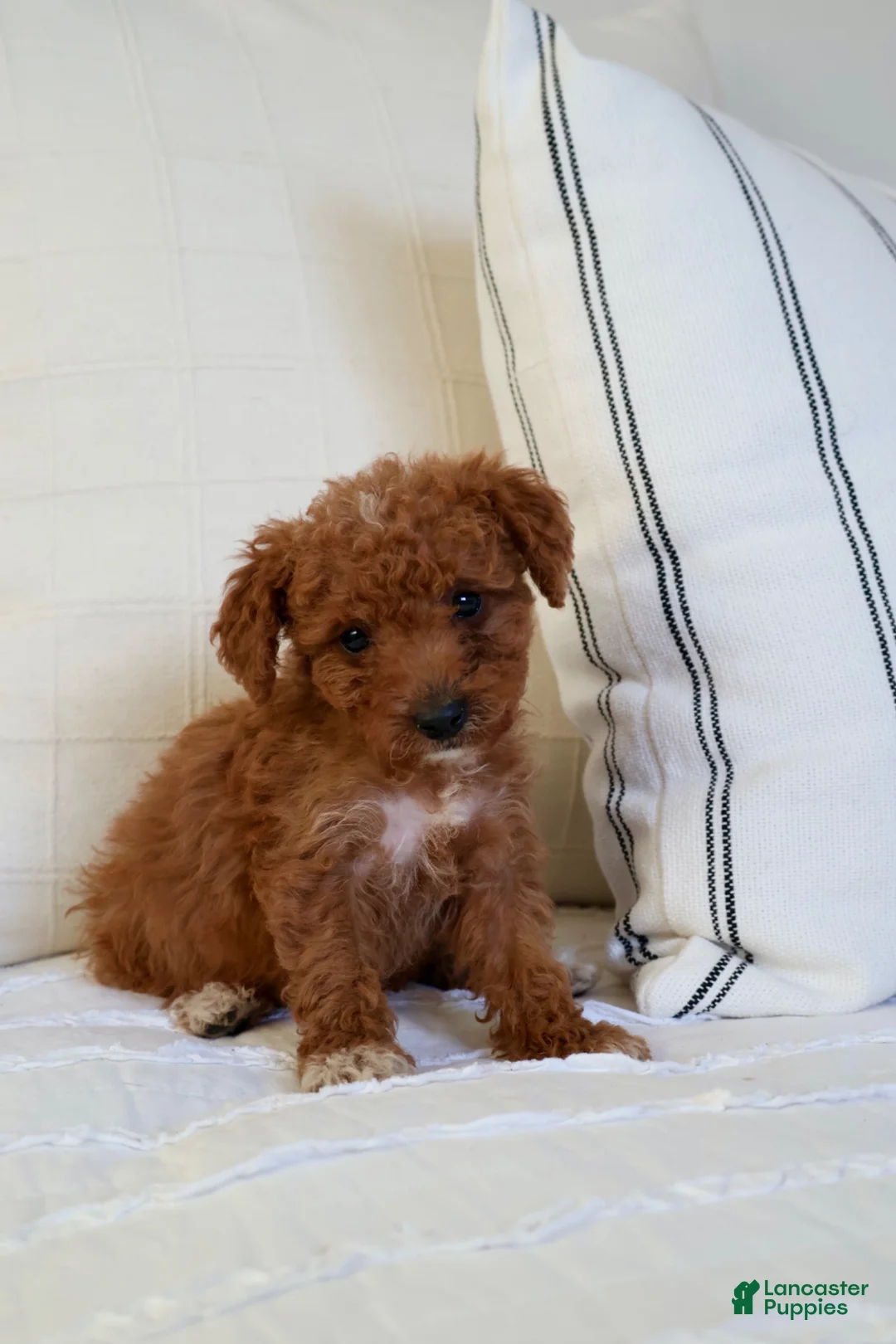 Mini Goldendoodle dogs for sale: Maple  - Ad 1
