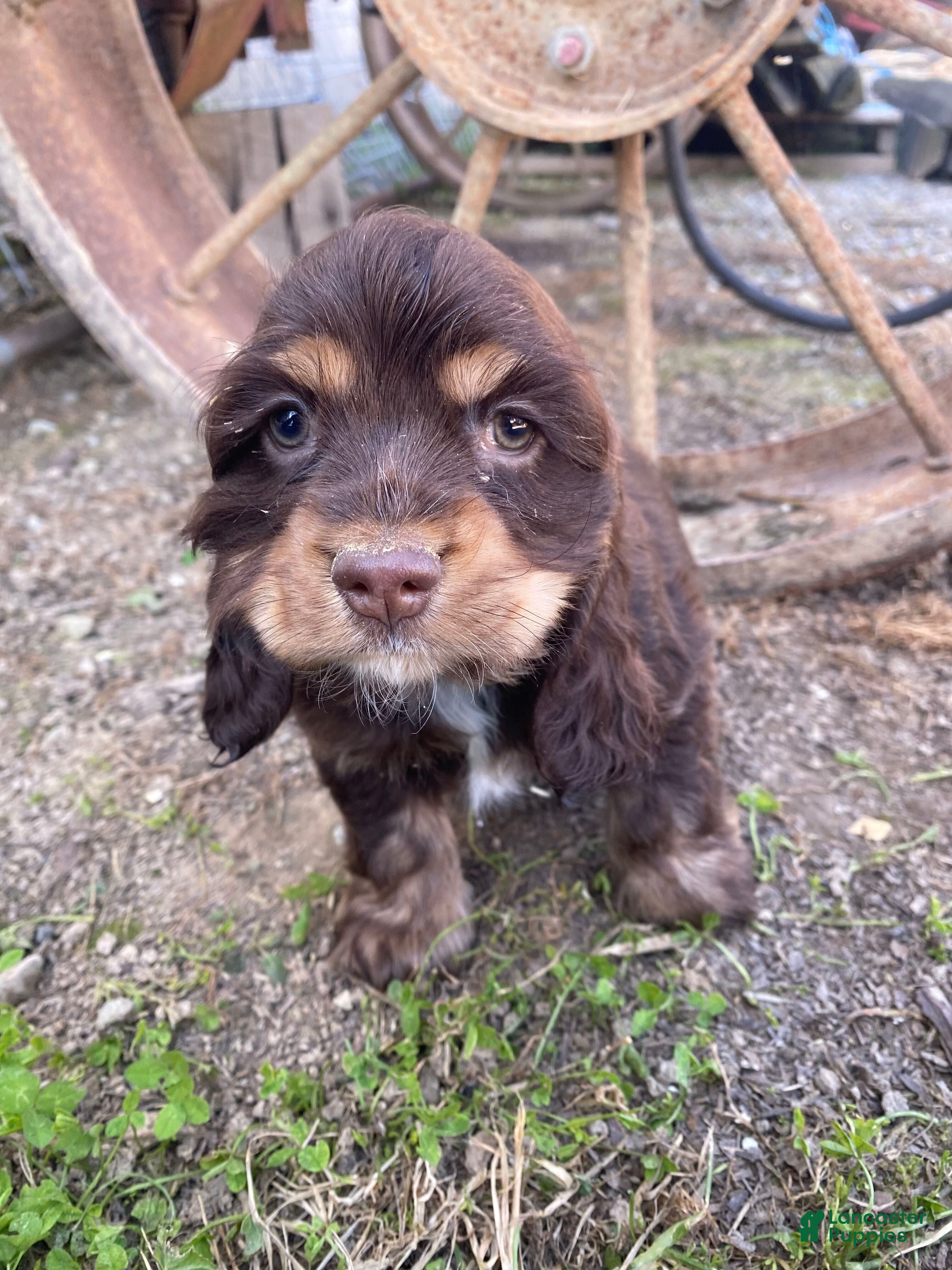 Cocker Spaniel dogs Snickers - Ad 2