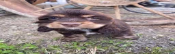 Cocker Spaniel dogs for sale: Snickers - Ad 2