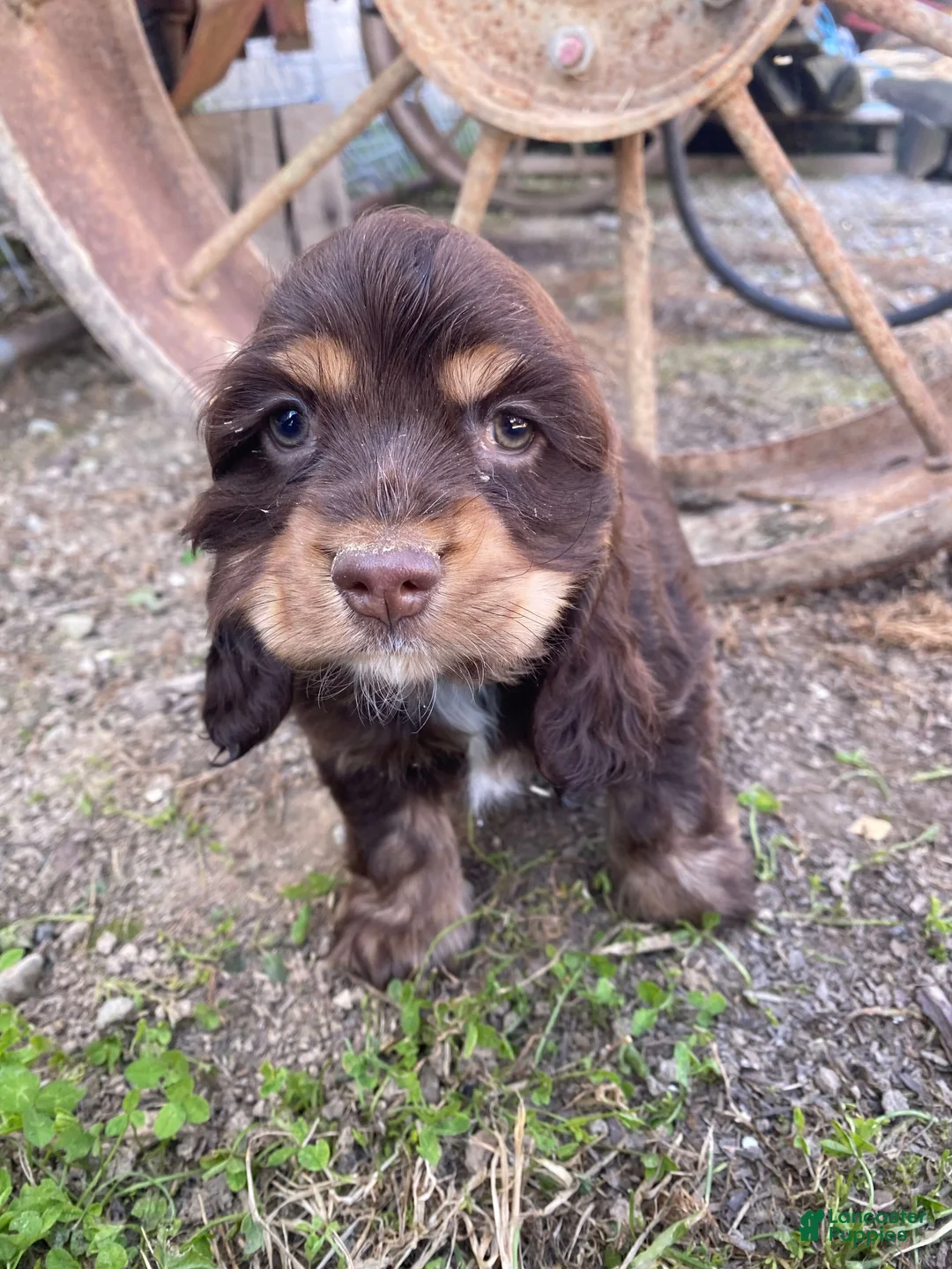 Cocker Spaniel dogs for sale: Snickers - Ad 2