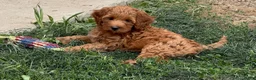 Mini Aussiedoodle dogs for sale: Cedar - Ad 4