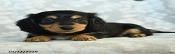 Miniature Dachshund dogs for sale: Paprika - Ad 5