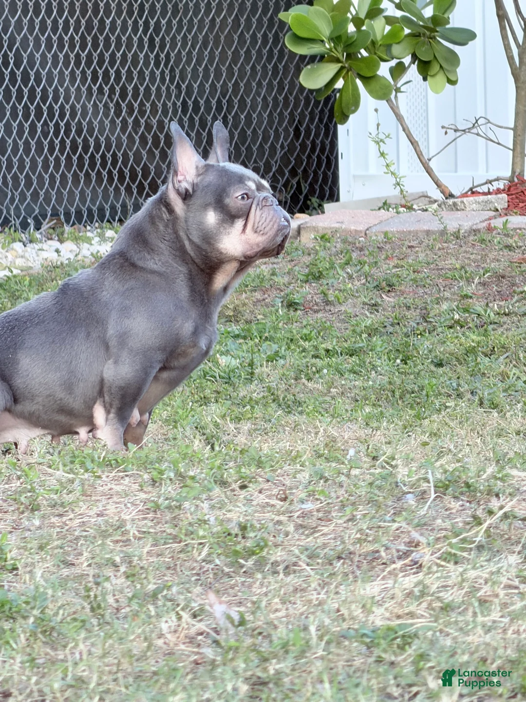 French Bulldog dogs for sale: sage - Ad 3