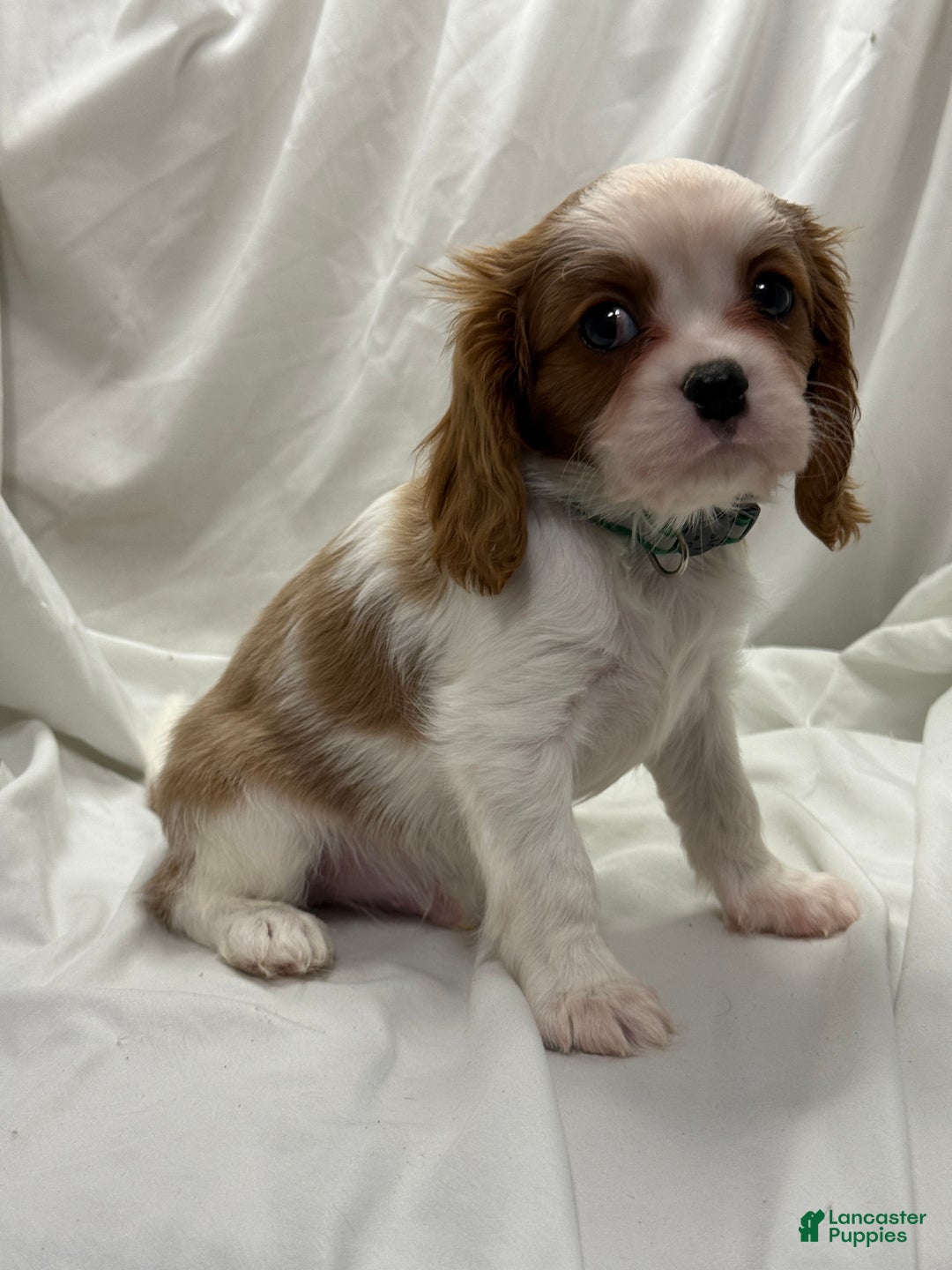 Cavalier King Charles Spaniel dogs for sale: Max - Ad 2