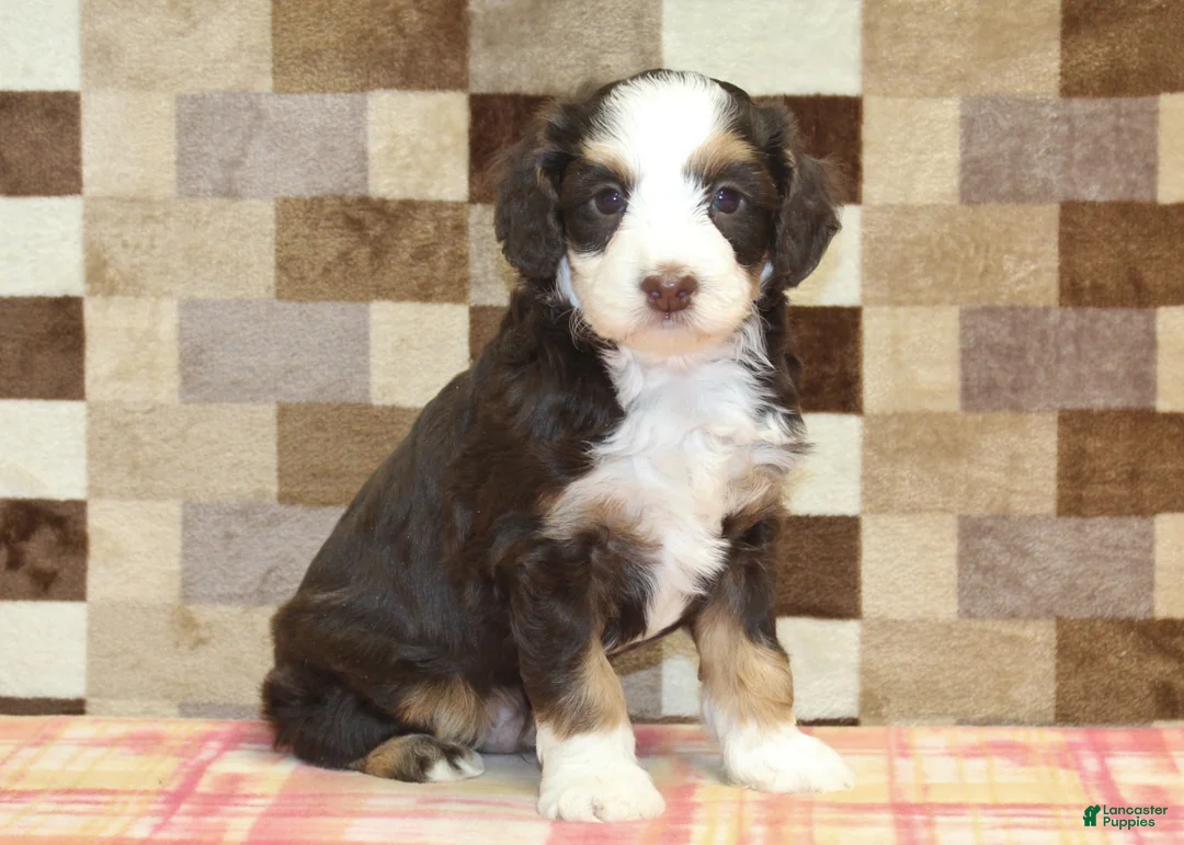 Mini Bernedoodle dogs for sale: Charlie - Ad 4
