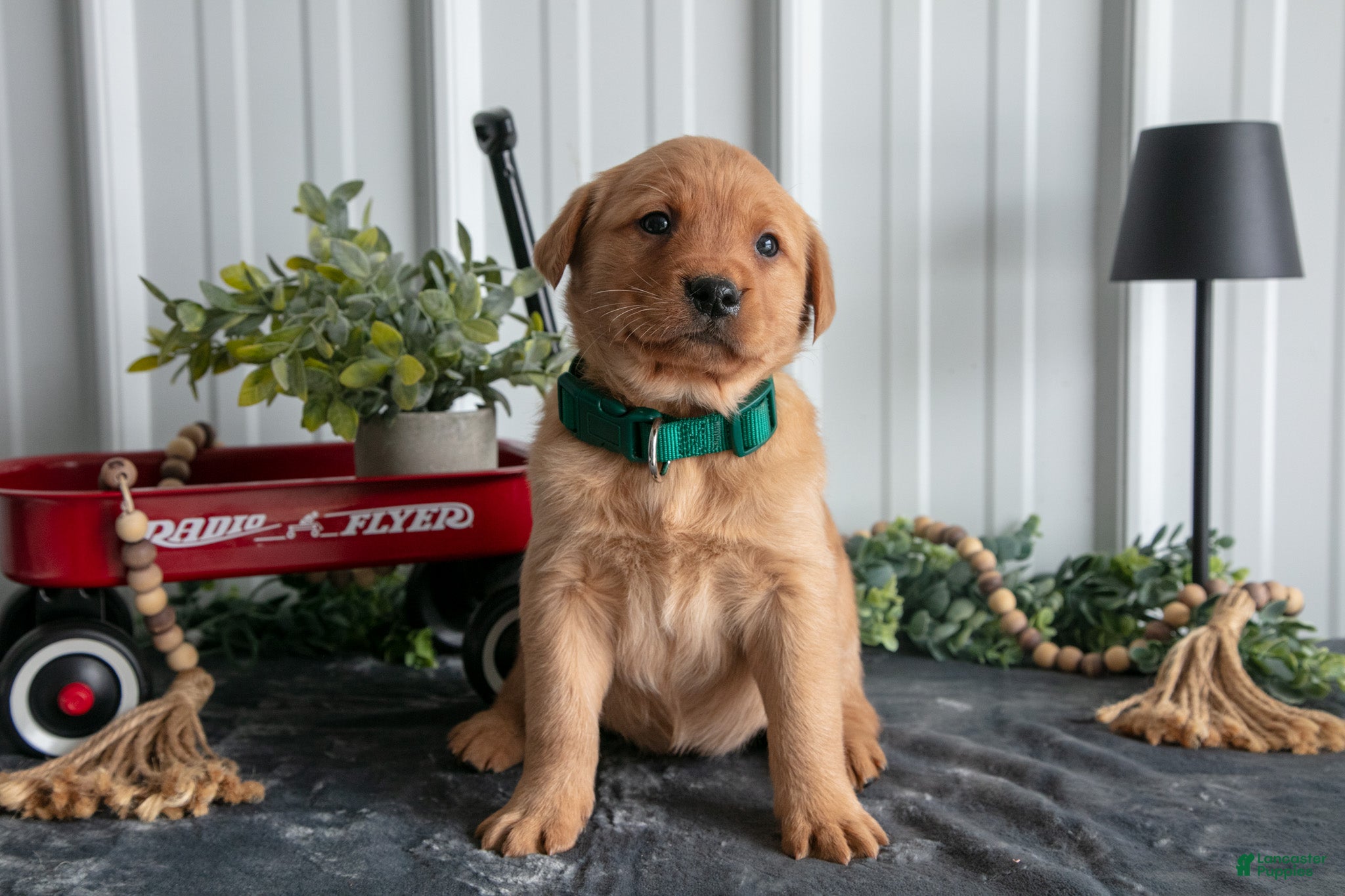 Goldador dogs Cali - Ad 2