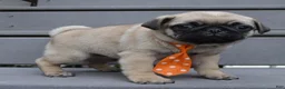 Pug dogs for sale: Porter - Ad 6