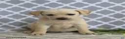 Mixed Breed dogs for sale: Renae - Ad 5