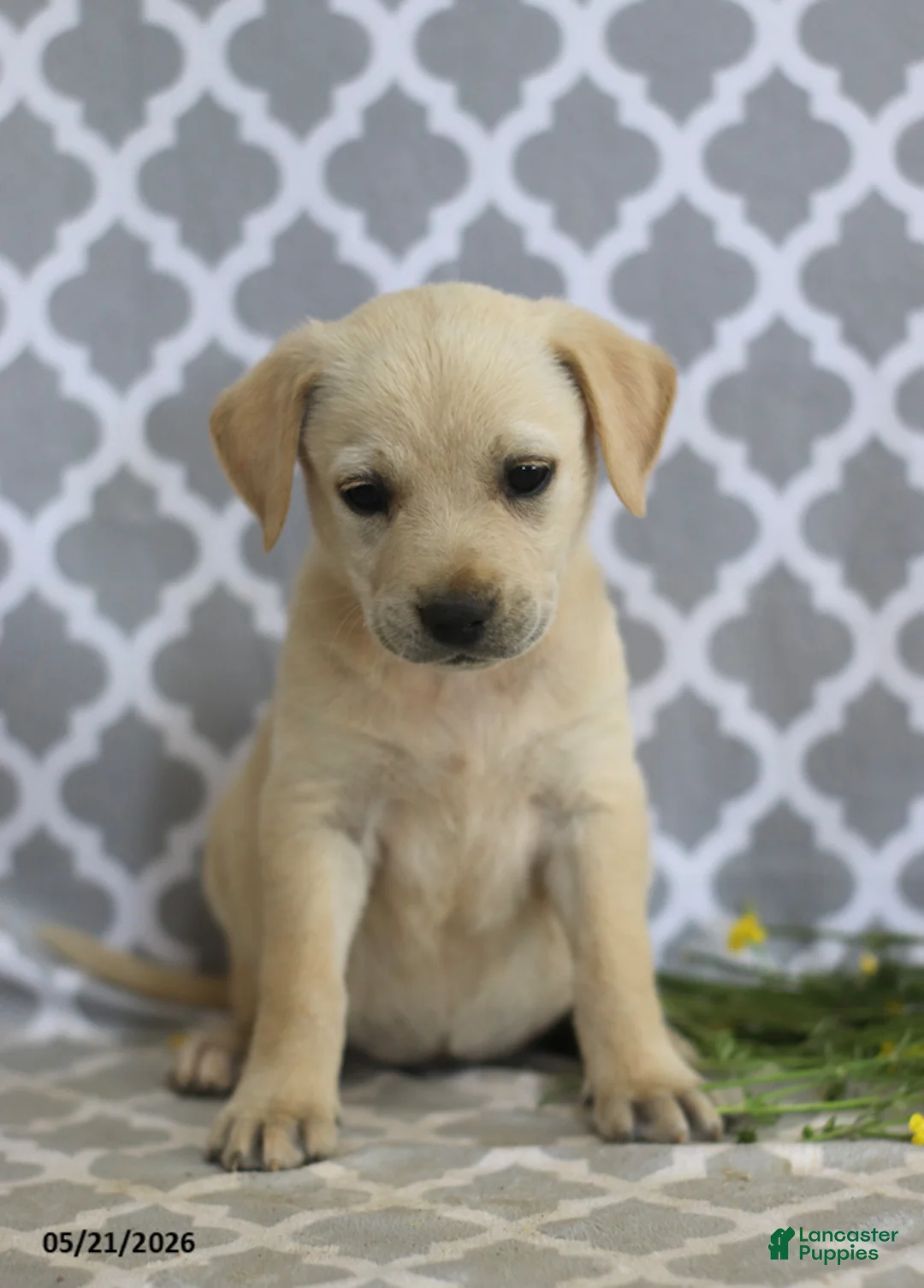 Mixed Breed dogs for sale: Renae - Ad 5