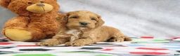 Mini Goldendoodle dogs for sale: Cooper - Ad 2