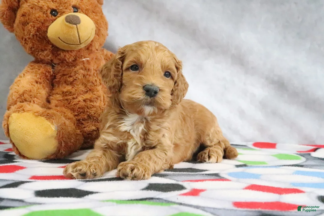 Mini Goldendoodle dogs for sale: Cooper - Ad 2