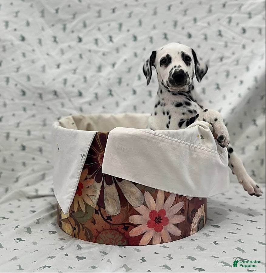 Dalmatian dogs Dana - Ad 1
