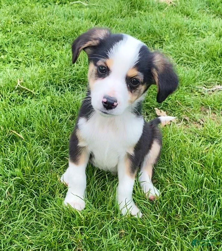 Mixed Breed dogs Petey - Ad 40