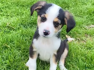 Mixed Breed dogs Petey - Ad 40