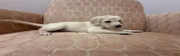 Labradoodle dogs for sale: Rosey - Ad 2