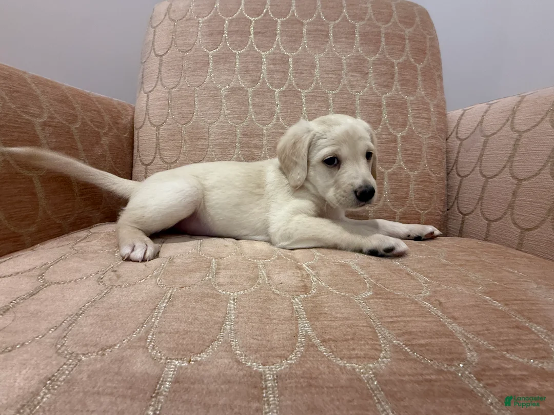 Labradoodle dogs for sale: Rosey - Ad 2