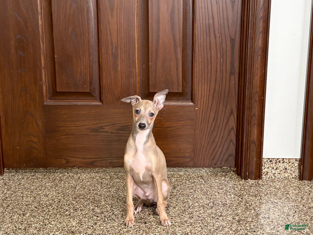Italian Greyhound dogs for sale: Italian Greyhound Puppy 3 - Ad 4