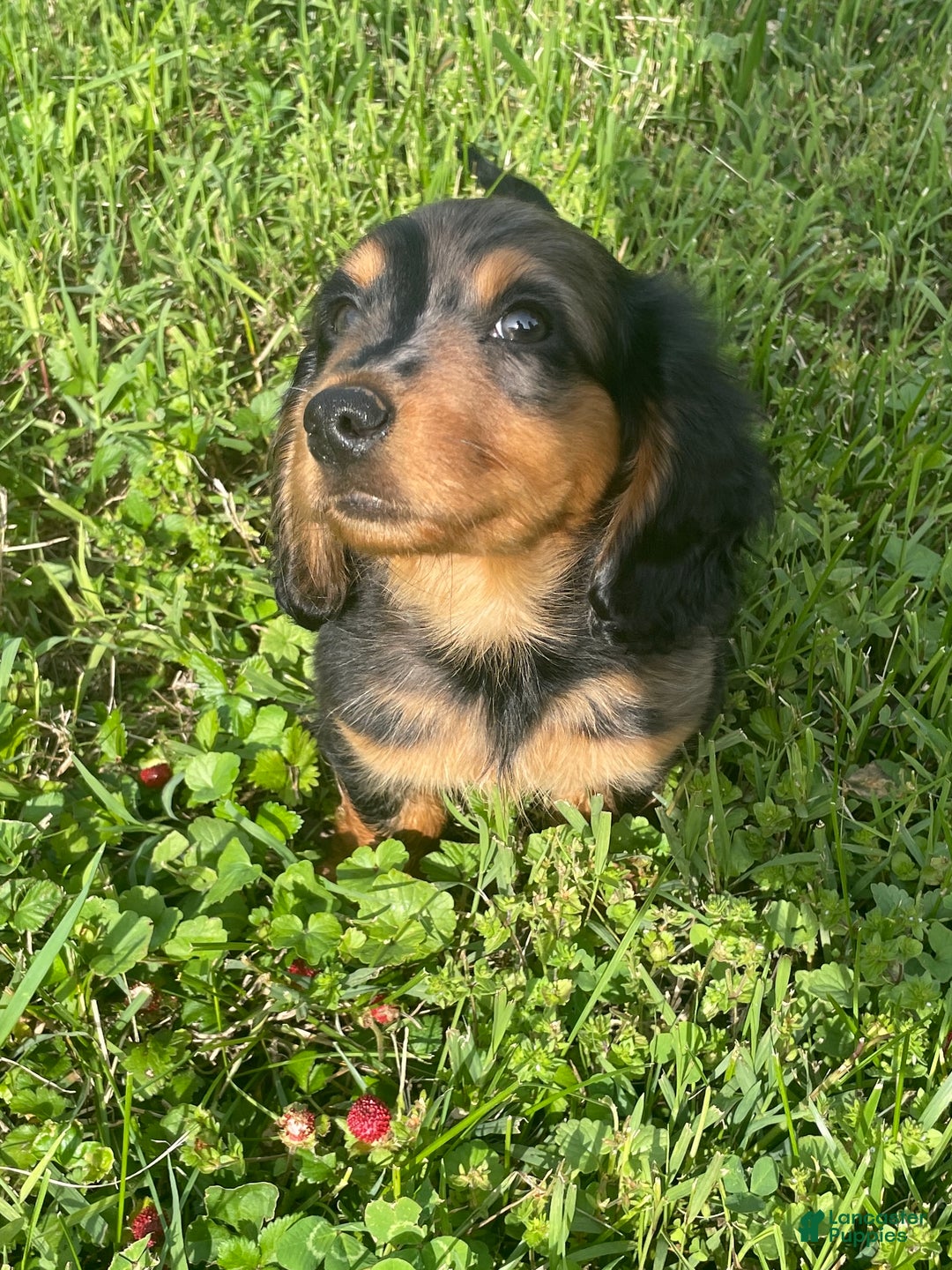 Dachshund dogs for sale: Peaches  - Ad 5