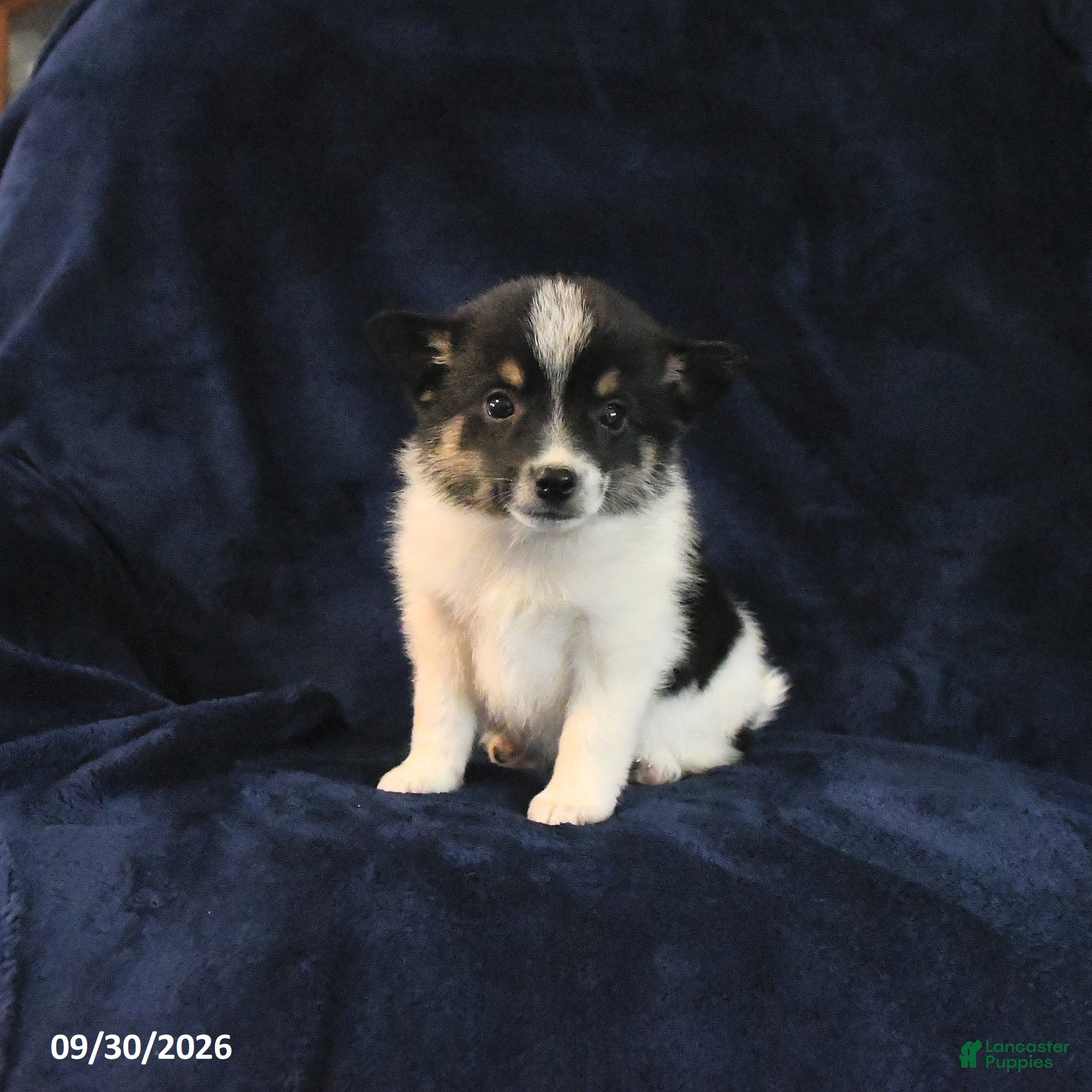 Mixed Breed dogs Scamp  - Ad 2