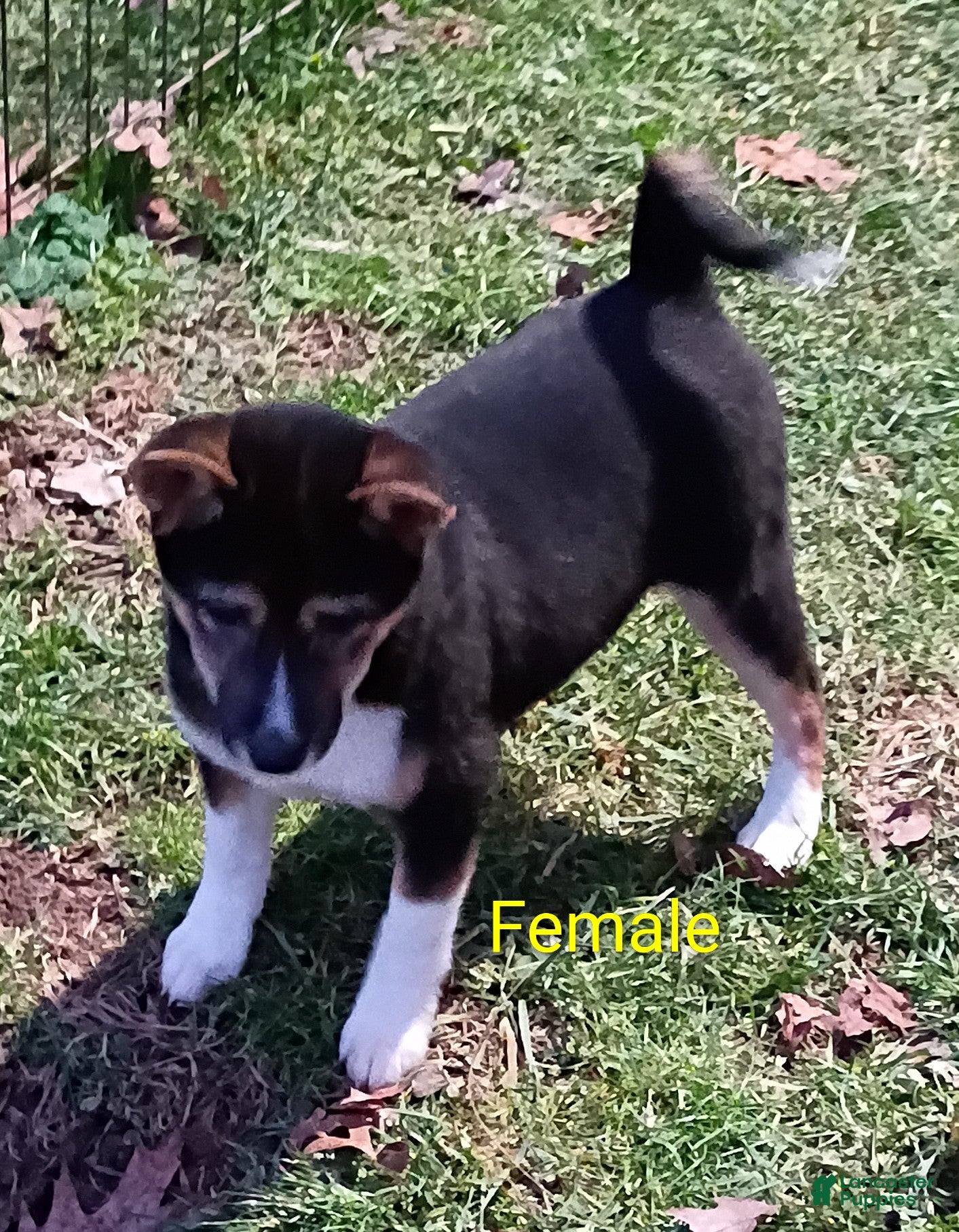 Shiba Inu dogs for sale: Holly  - Ad 1