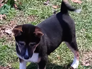 Shiba Inu dogs Holly - Ad 32