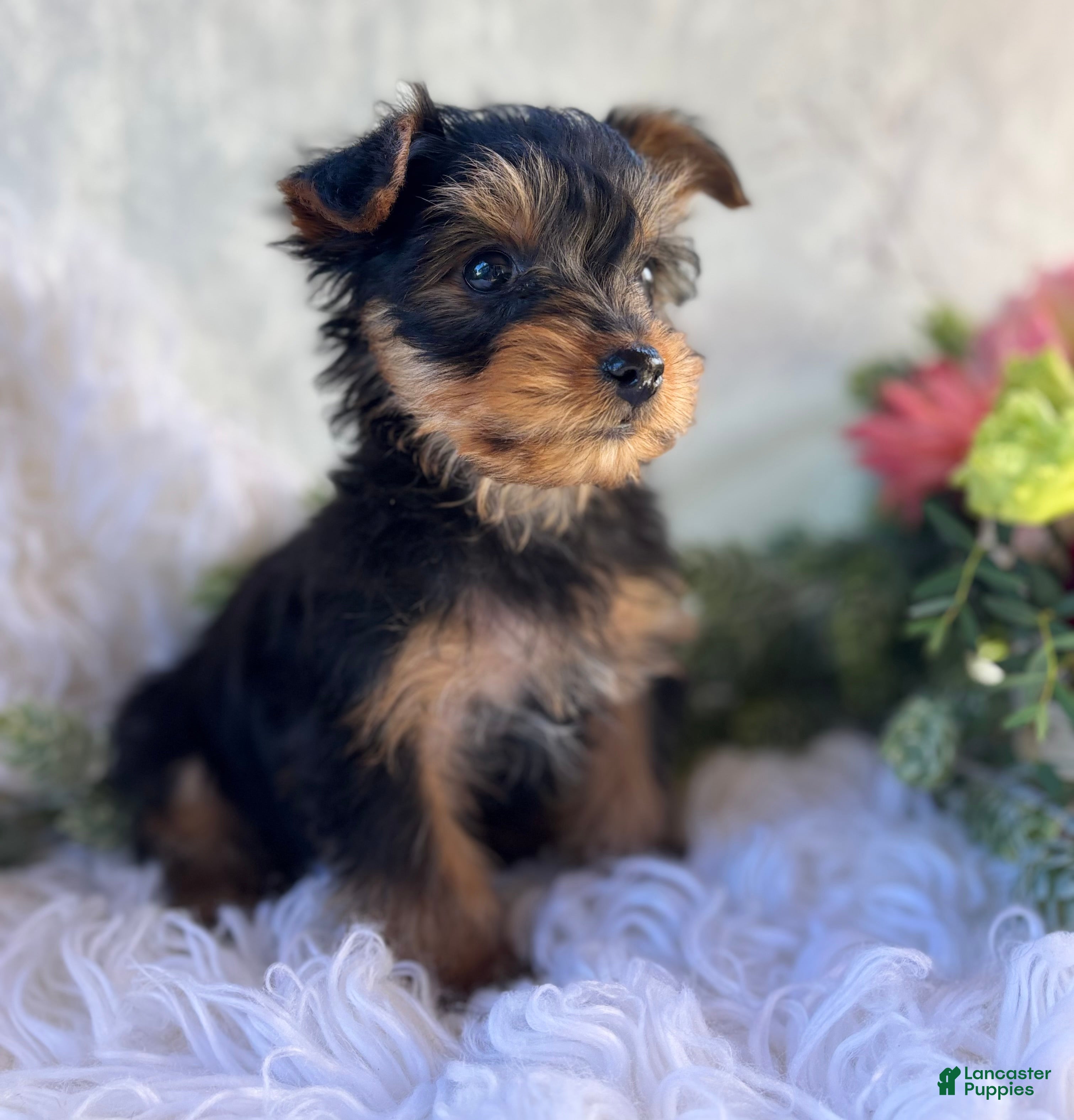 Yorkshire Terrier dogs for sale: DR Pepper - Ad 2