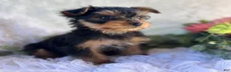 Yorkshire Terrier dogs for sale: DR Pepper - Ad 2