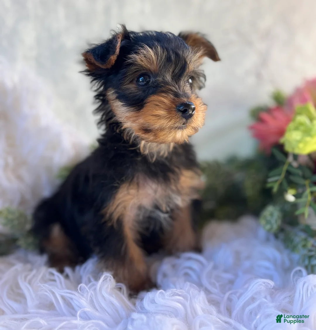 Yorkshire Terrier dogs for sale: DR Pepper - Ad 2