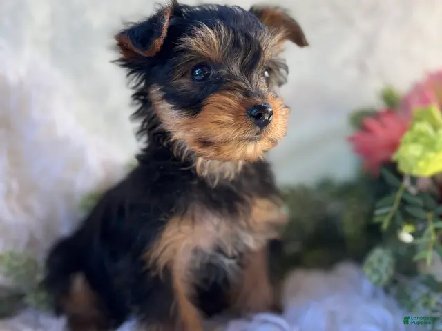 Yorkshire Terrier dogs for sale: DR Pepper - Ad 2