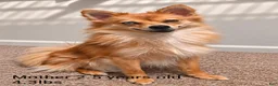 Pomchi dogs for sale: Charlie  - Ad 3