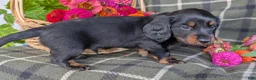 Dachshund dogs for sale: Travis  - Ad 8
