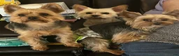 Yorkshire Terrier dogs for sale: Payton - Ad 70