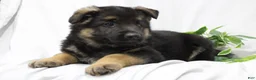 German Shepherd dogs for sale: Ellie  - Ad 8