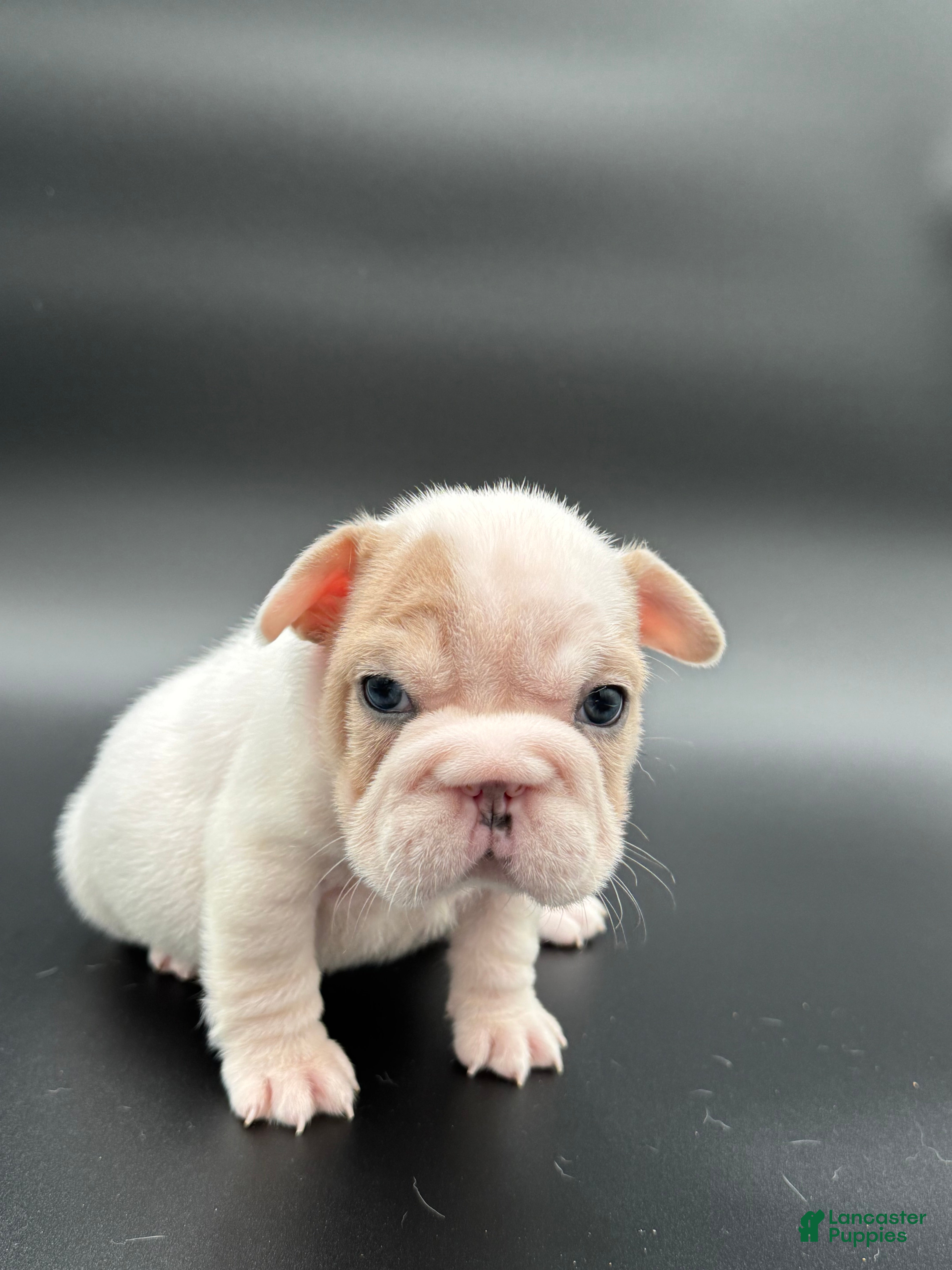 French Bulldog dogs French Bulldog Puppy 4 - Ad 17