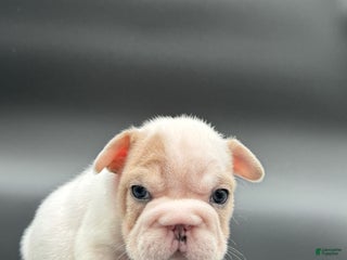 French Bulldog dogs French Bulldog Puppy 4 - Ad 11