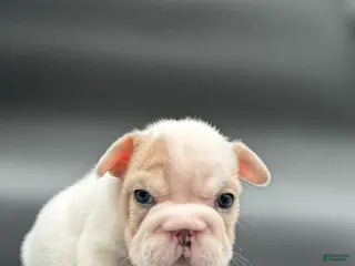 French Bulldog dogs French Bulldog Puppy 4 - Ad 16