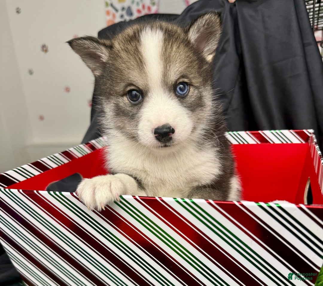 Mixed Breed dogs for sale: Cocoa - Ad 12